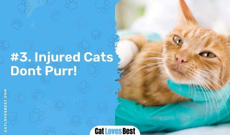 an injured cat will not purr