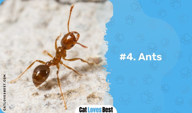 ants