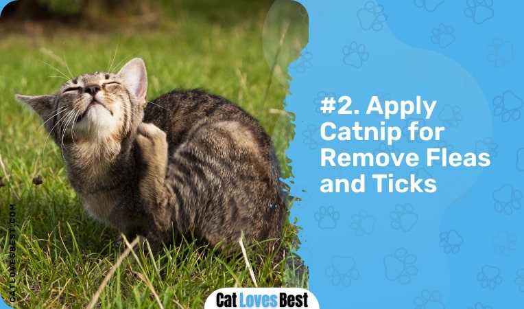 apply catnip for remove of fleas and ticks