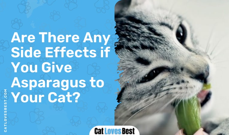 are there any side effects if you give asparagus to your cat
