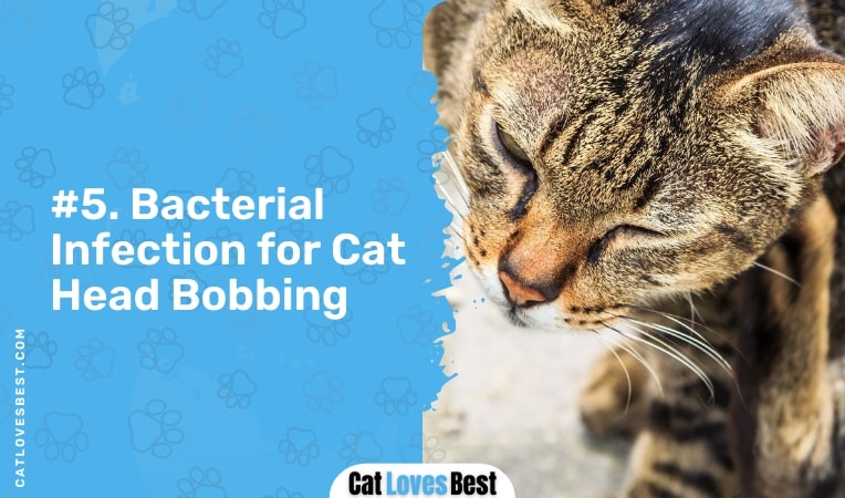 bacterial infection for cat head bobbing