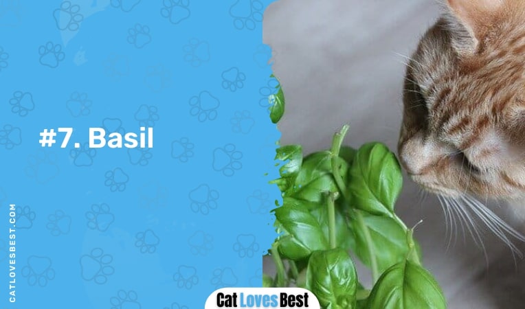 basil