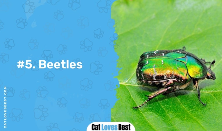 beetles