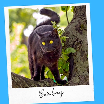 bombay cat