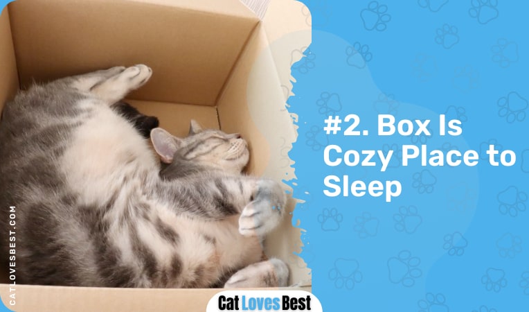 boxes are a cozy place to sleep for cats