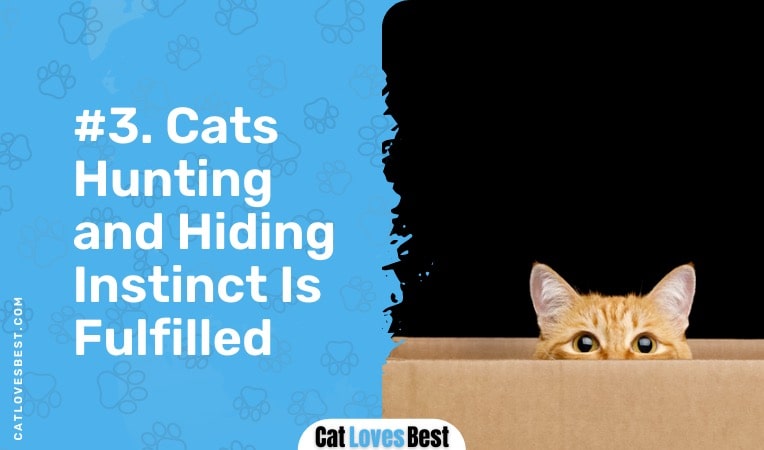 boxes fullfil cats hunting and hiding instincts