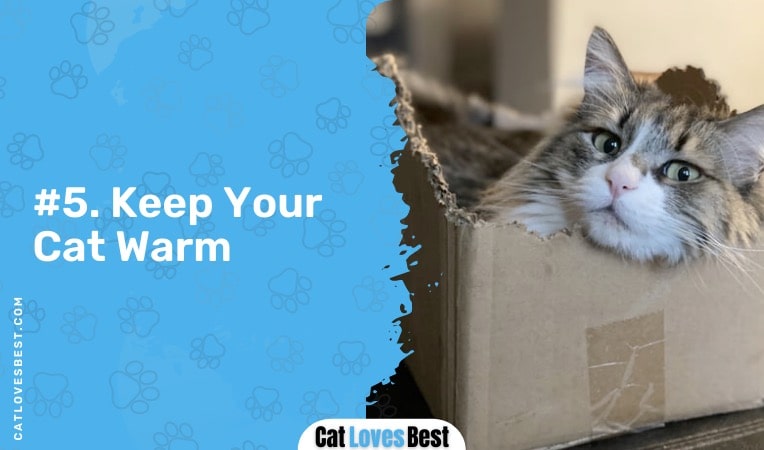 boxes keep your cat warm