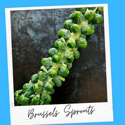 brussels sprouts