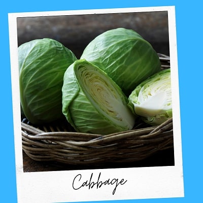 cabbage