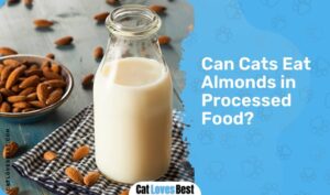 Can Cats Eat Almonds?