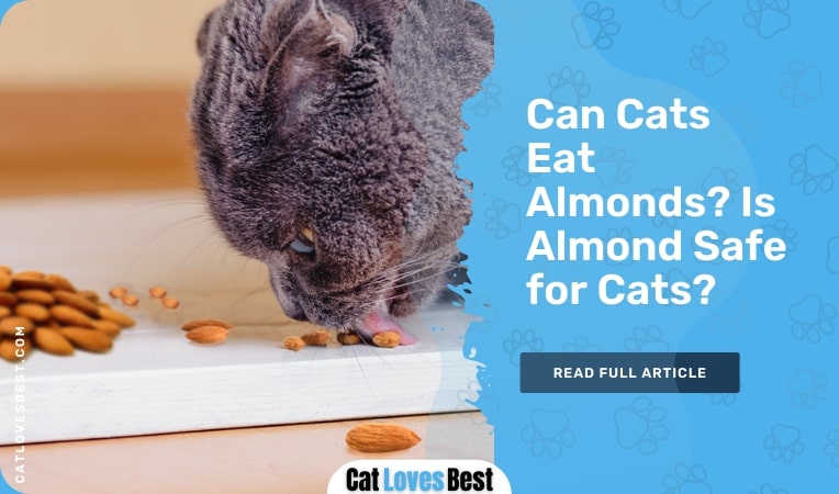 can cats eat almonds