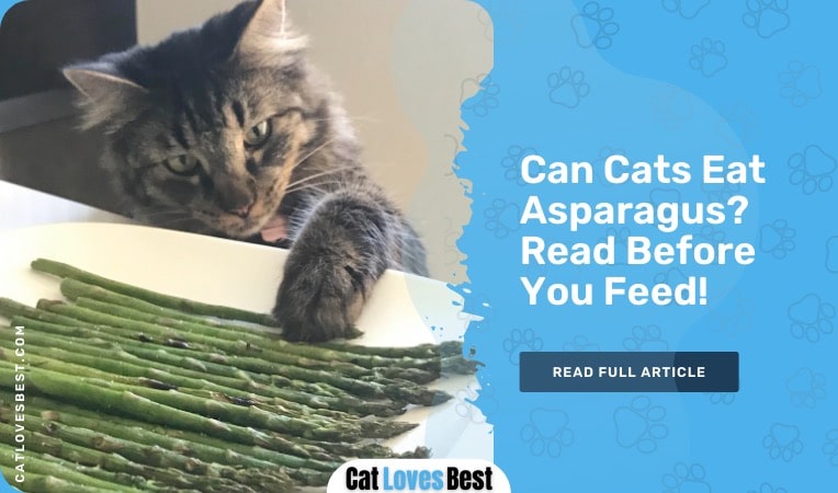 can cats eat asparagus