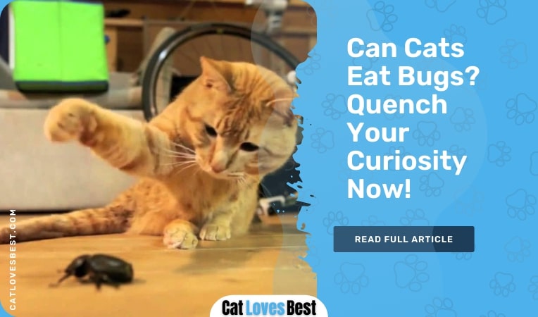 can cats eat bugs