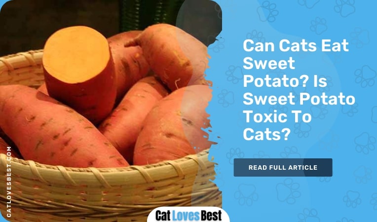 can cats eat sweet potato