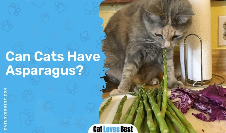 can cats have asparagus