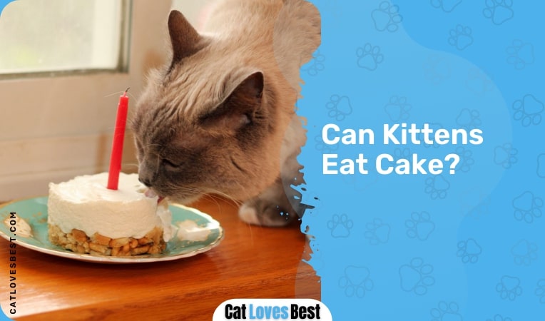 can kittens eat cake