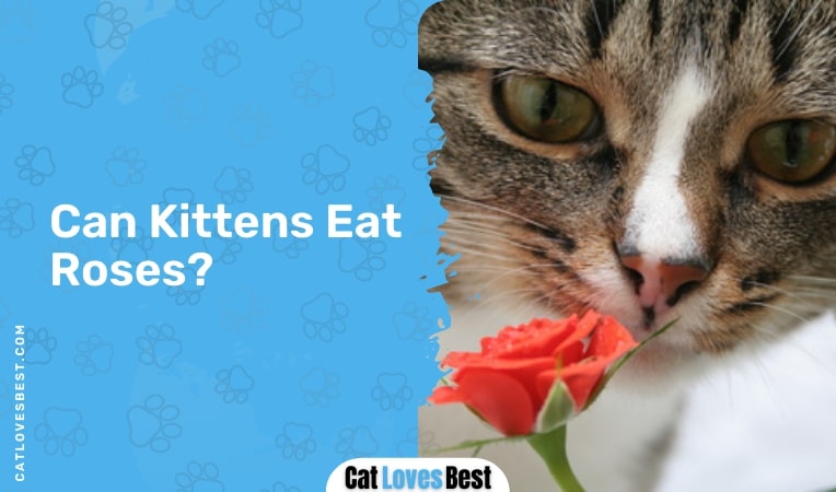 can kittens eat roses