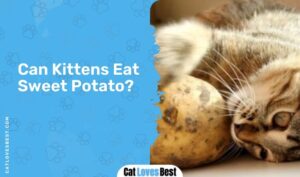Can Cats Eat Sweet Potato? Is Sweet Potato Toxic To Cats?