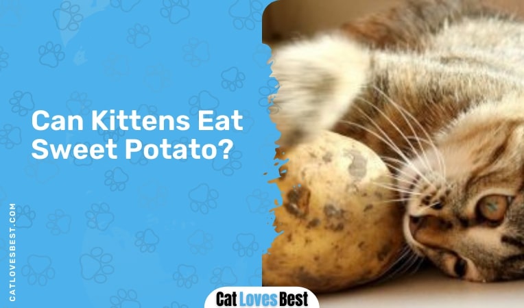 can kittens eat sweet potato
