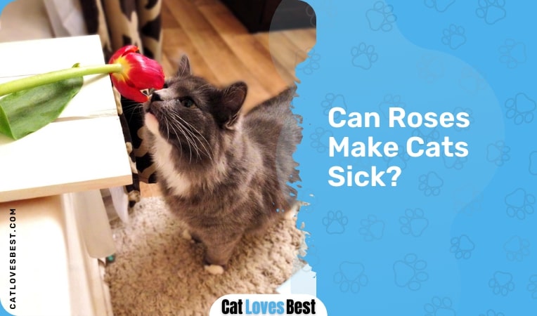 can roses make cat sick