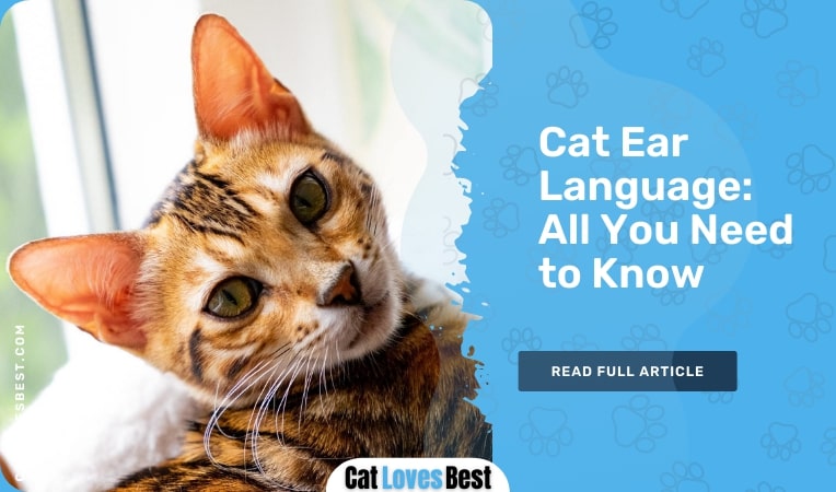 cat ear language