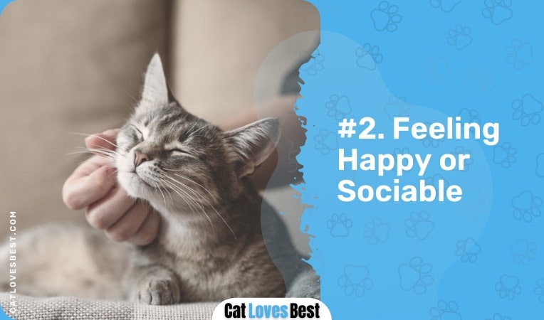 cat feeling happy or sociable