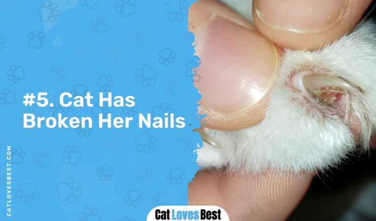 cat has broken her nails