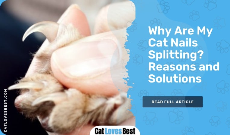 Reasons Why Cats Nails Splitting