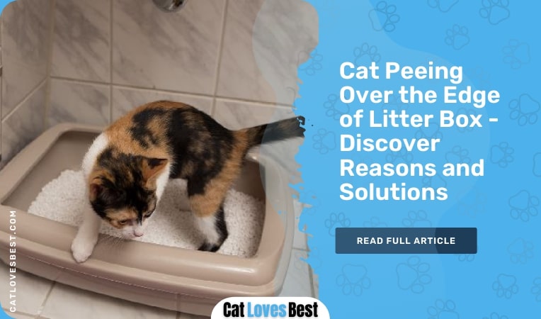 cat peeing over the edge of the litter box