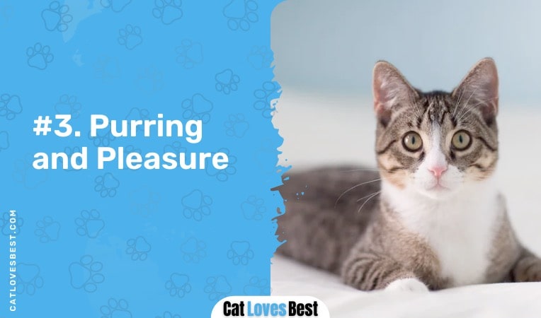 cat purring and pleasure