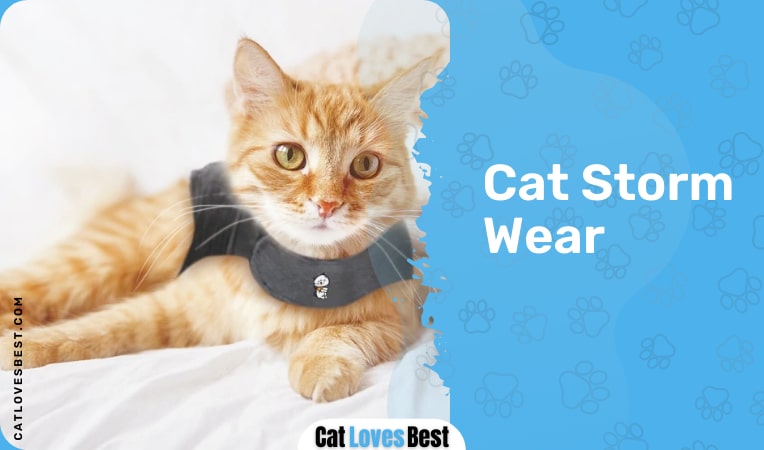 cat storm wear