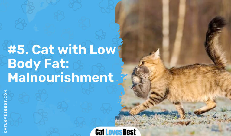 cat with low body fat and malnourishment