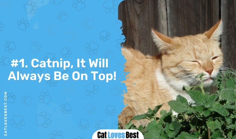 catnip it will always on top