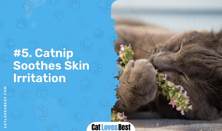 catnip soothes skin irritation