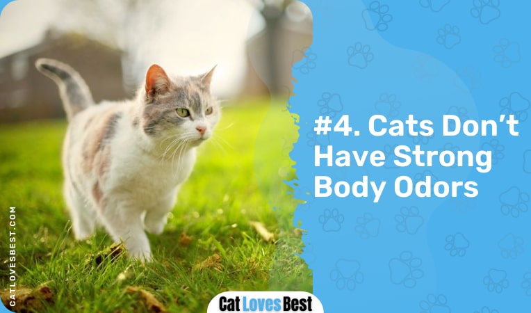 cats don't have strong body odors