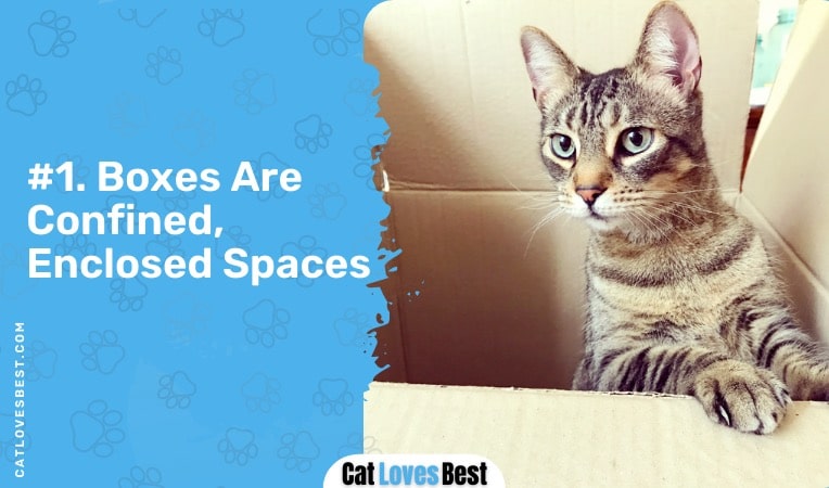cats like confined and enclosed spaces
