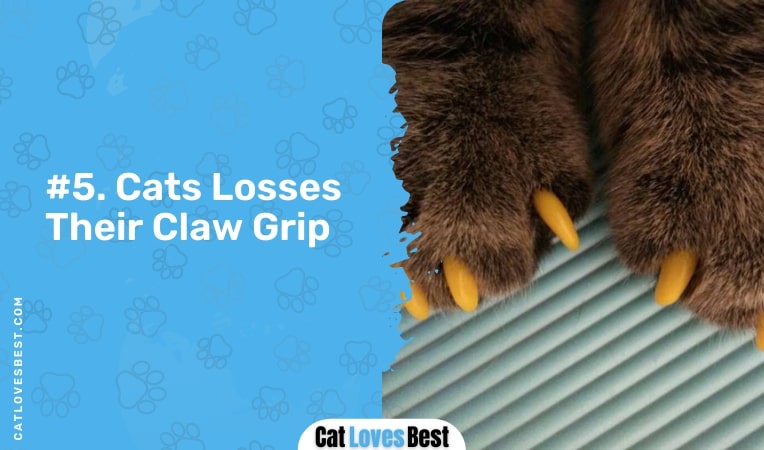 cats losses their claw grip
