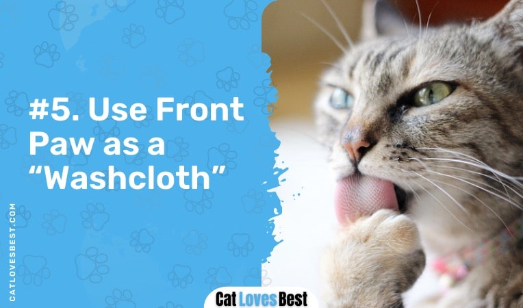 cats use their front paw as a washcloth