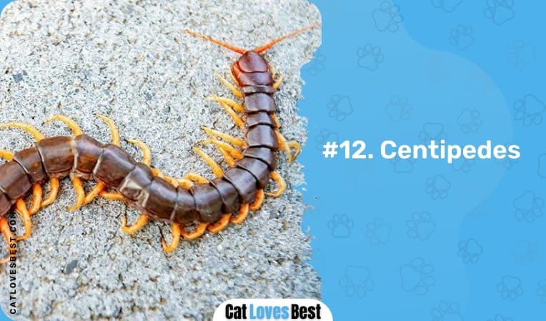 centipedes