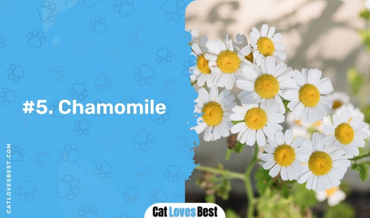 chamomile