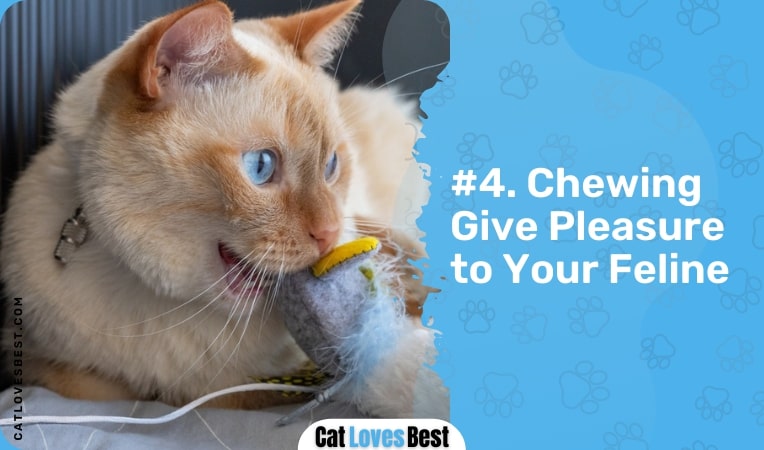 chewing give pleasure to your feline