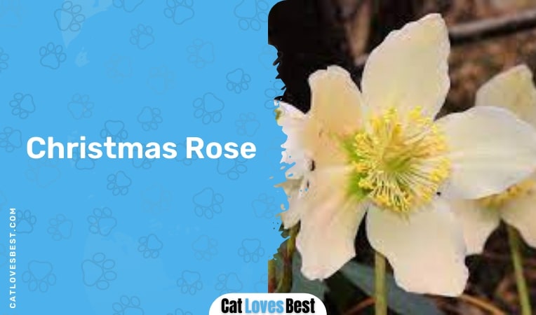 christmas rose