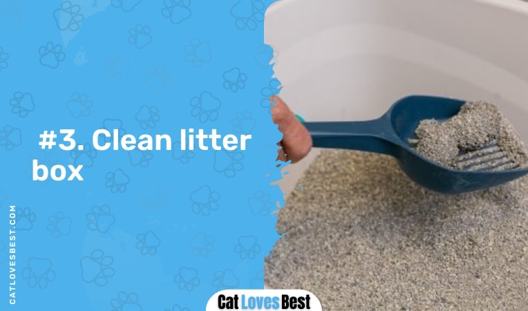 clean litter box