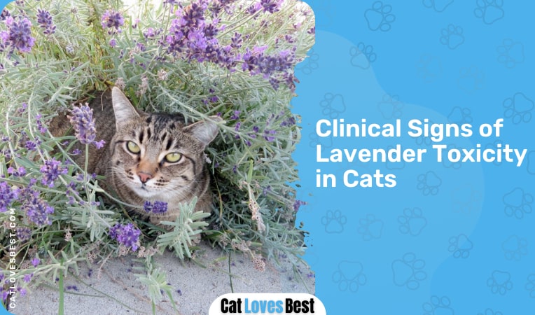 clinical signs of lavender toxicity in cats
