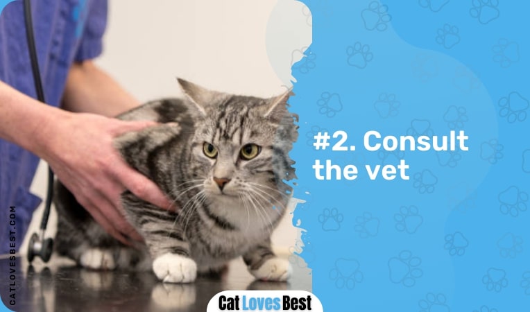 consult the vet