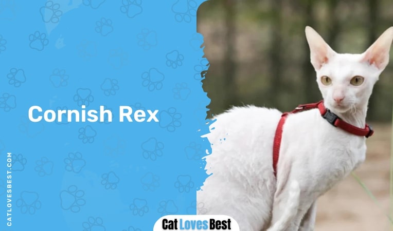 cornish rex