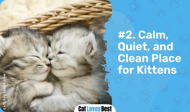 create calm quiet and clean place for kittens