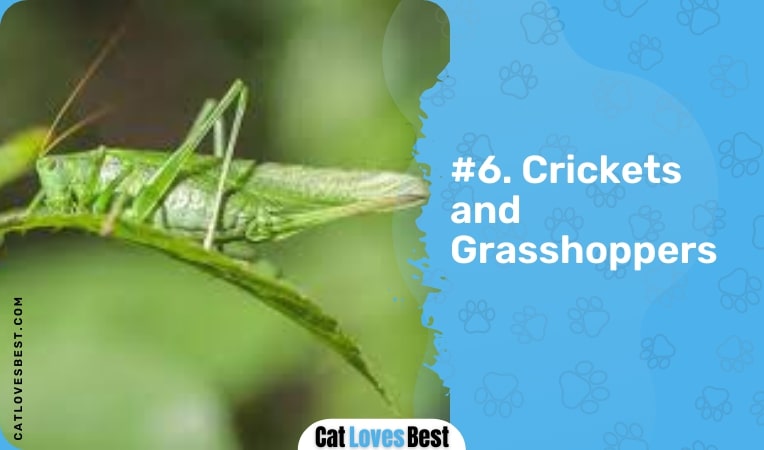 crickets and grasshoppers