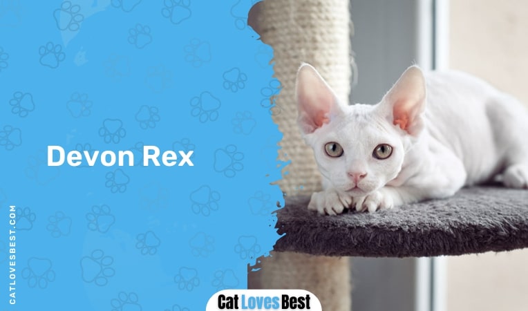 devon rex