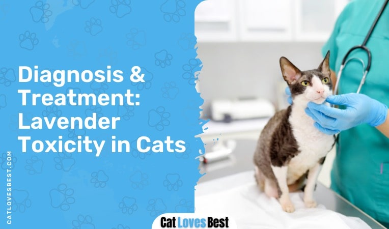 diagnosis and treatment of lavender toxicity in cats
